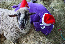 Sheba & friend Purple Cow at Christmas